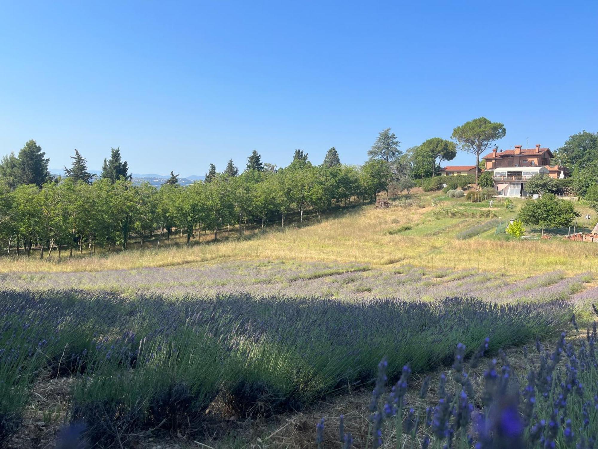 Agriturismo Villa Beatrice Mondavio Экстерьер фото